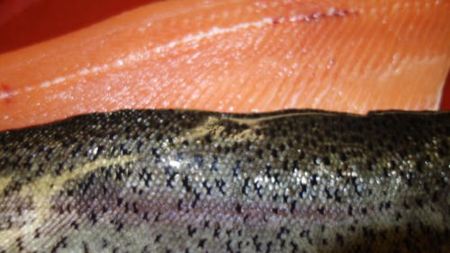 Forellenfilet - Forellen Filets