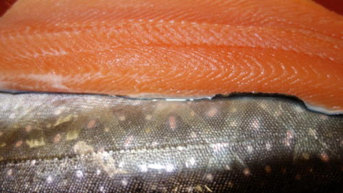 Saiblingfilets - Saiblinge Filet