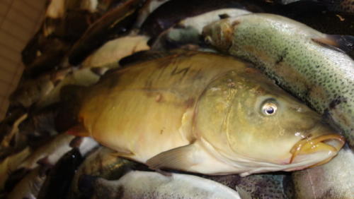 Karpfen, frisch aus dem Fischteich.
