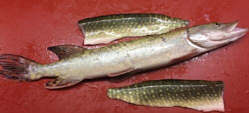 Hechtfilet